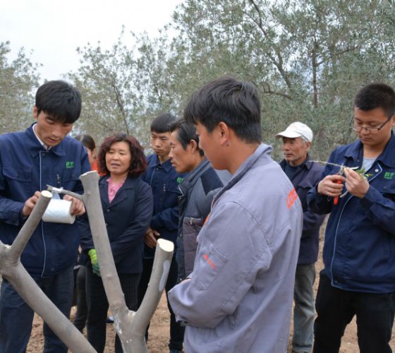 公司從產(chǎn)業(yè)鏈起始端著手，引進(jìn)良種優(yōu)苗，繁育基地苗圃，優(yōu)化樹(shù)種，以?xún)?yōu)質(zhì)的橄欖樹(shù)苗為生產(chǎn)特級(jí)初榨橄欖油提供基礎(chǔ)保障。在以自建萬(wàn)畝國(guó)家標(biāo)準(zhǔn)化油橄欖..